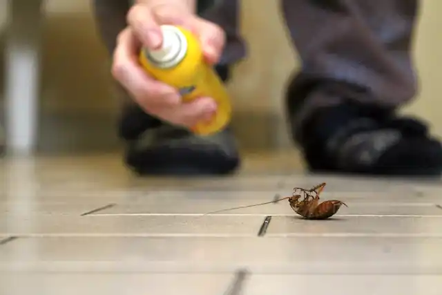 ongediertebestrijding Ruinerwold